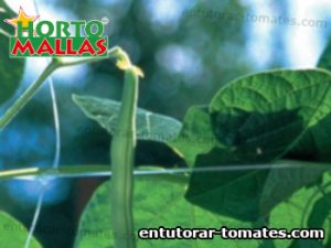 cultivo de ejotes entutorado con red de soporte