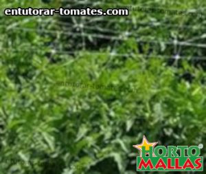 red de soporte instalada en cultivo de tomates