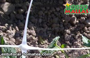 red de tutoreo usada en cultivo de tomate