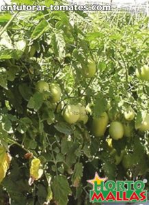 cultivo de tomate en campo usando red de soporte