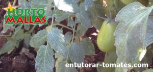 cultivos de tomate usando red de soporte