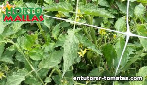 red tutora de plastico colocada en cultivos