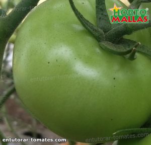 fruto de la planta de tomate