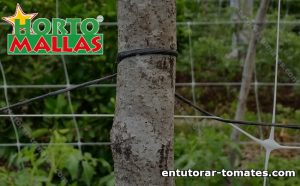 Planta de tomate y malla para tutoreo