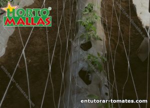 Malla tomatera en campo de plantas de tomate