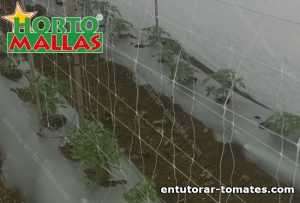 Campo de tomate y malla espaldera