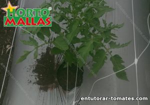 Entutorado de tomates