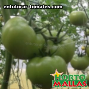 frutos de la planta de tomate en campo