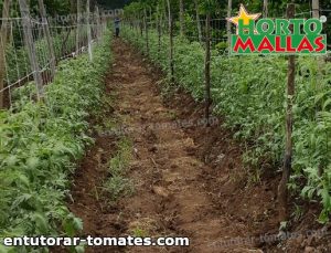 cultivo de tomate en campo usando red plastica