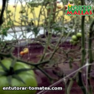 plantaciones de tomate usando malla espaldera