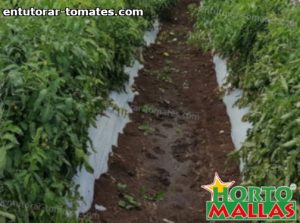 campo de cultivos de tomate