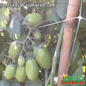 frutos del cultivo de tomate utilizando malla espaldera