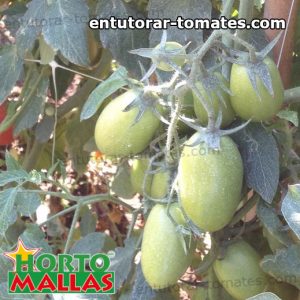 malla tutora brindando soporte a las plantas de tomate