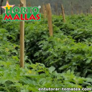 Malla para entutorar instalada en el campo