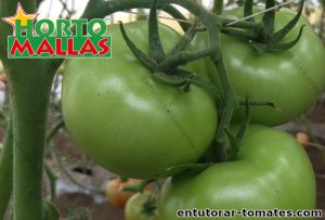 Planta tomatera con tomates verdes