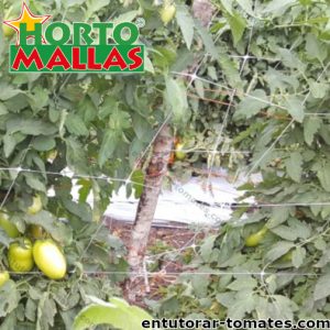 Malla tutora dando soporte a plantas de tomate