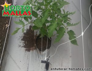 Planta de tomate con amarre doble de hilera