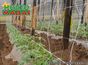 Campo de plantas de tomate con malla tutora