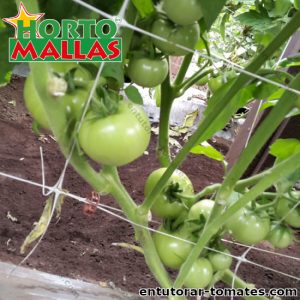 Malla tomatera dando soporte a planta tomatera