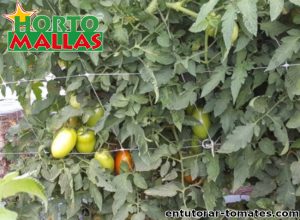 Malla tutora cubierta por planta de tomate