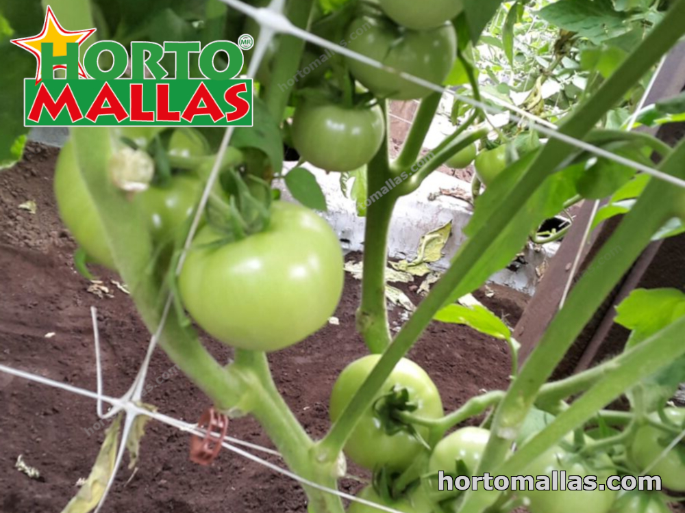 red de tutoreo en cultivo de tomates 