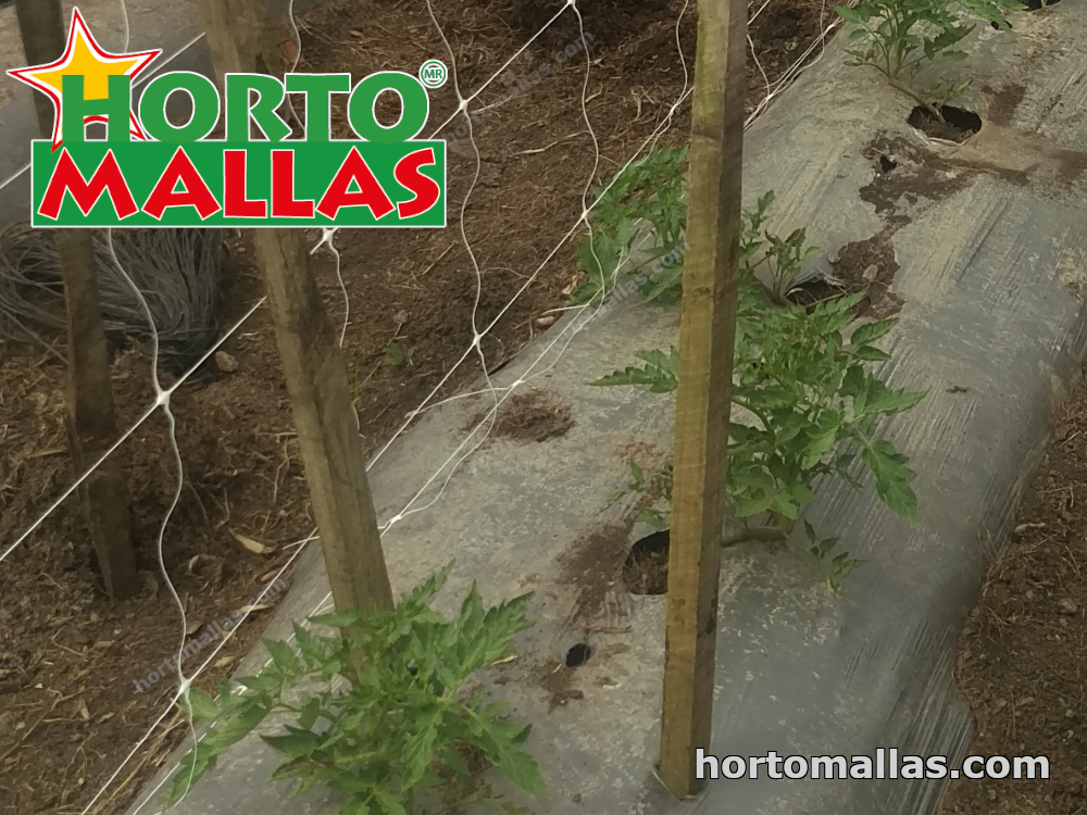red espaldera Hortomallas instaladas en cultivo de tomate 