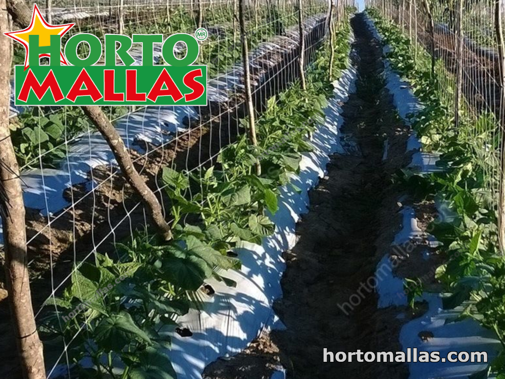 Campo de cultivo con red de soporte Hortomallas instalada 
