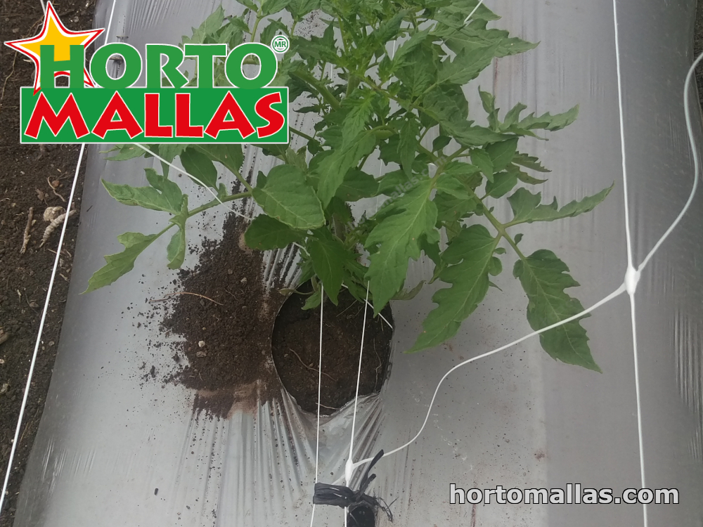 Planta de tomate con amarre doble de hilera