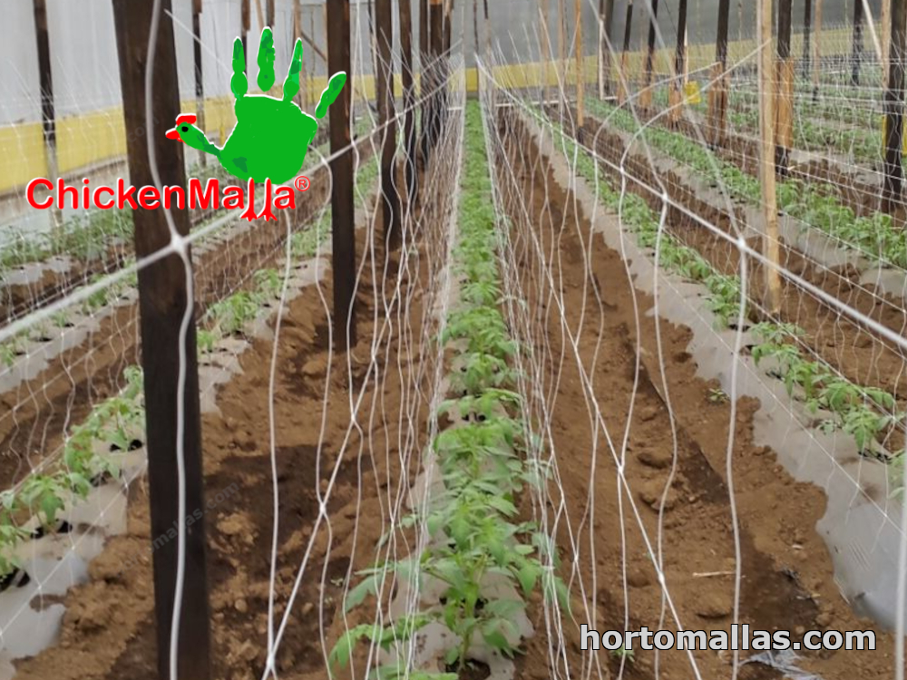 Malla tomatera hortomallas colocada en los cultivos