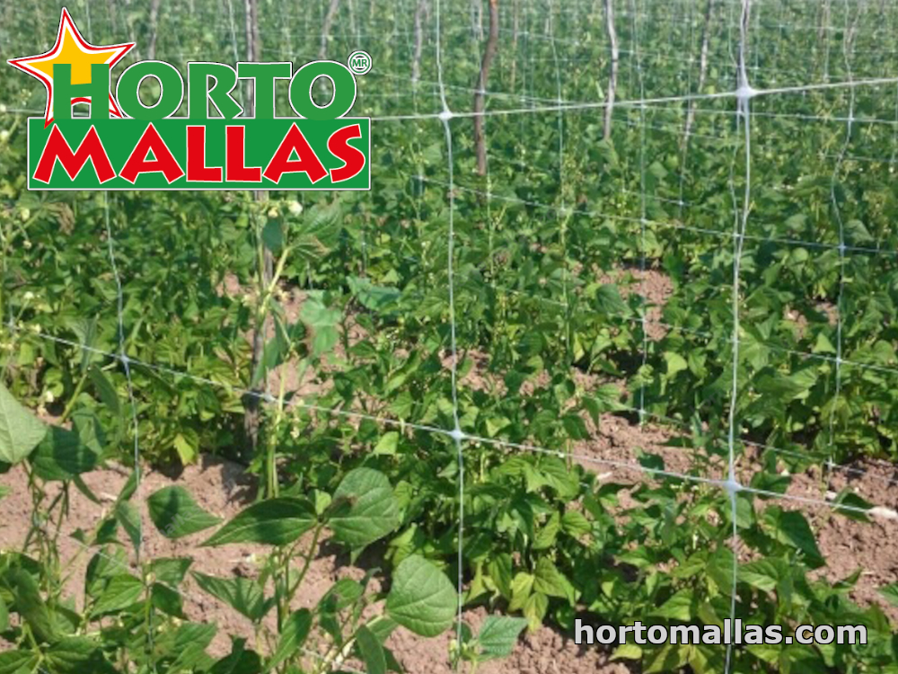 Malla tutora instalada en campos de hortalizas