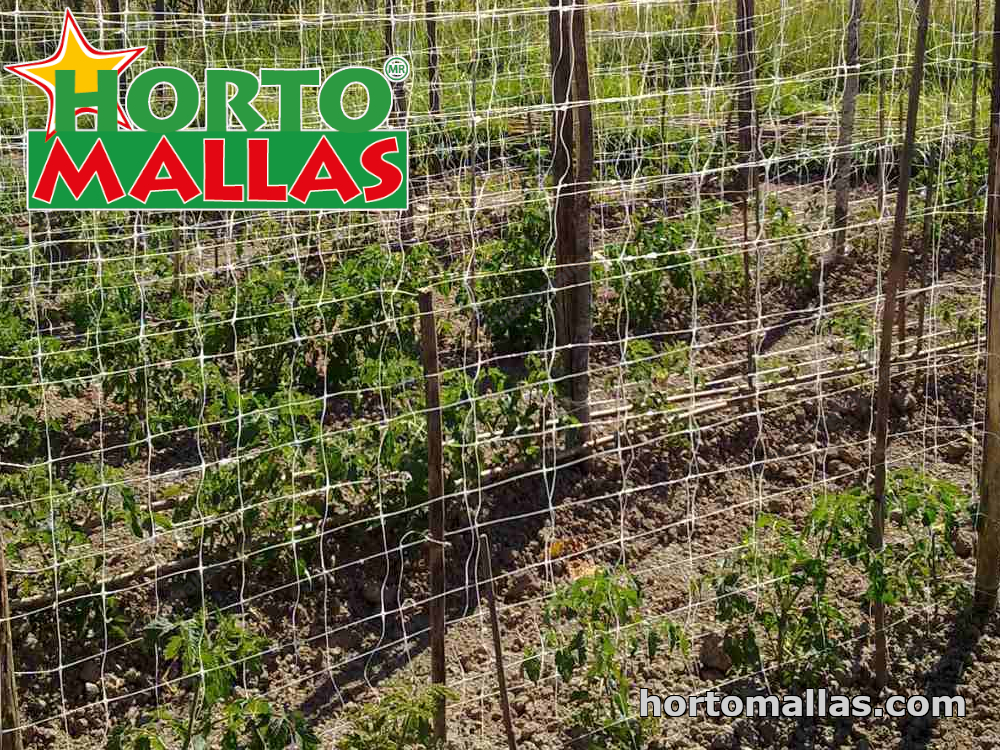 Malla tomatera hortomallas instalada en campo de cultivo
