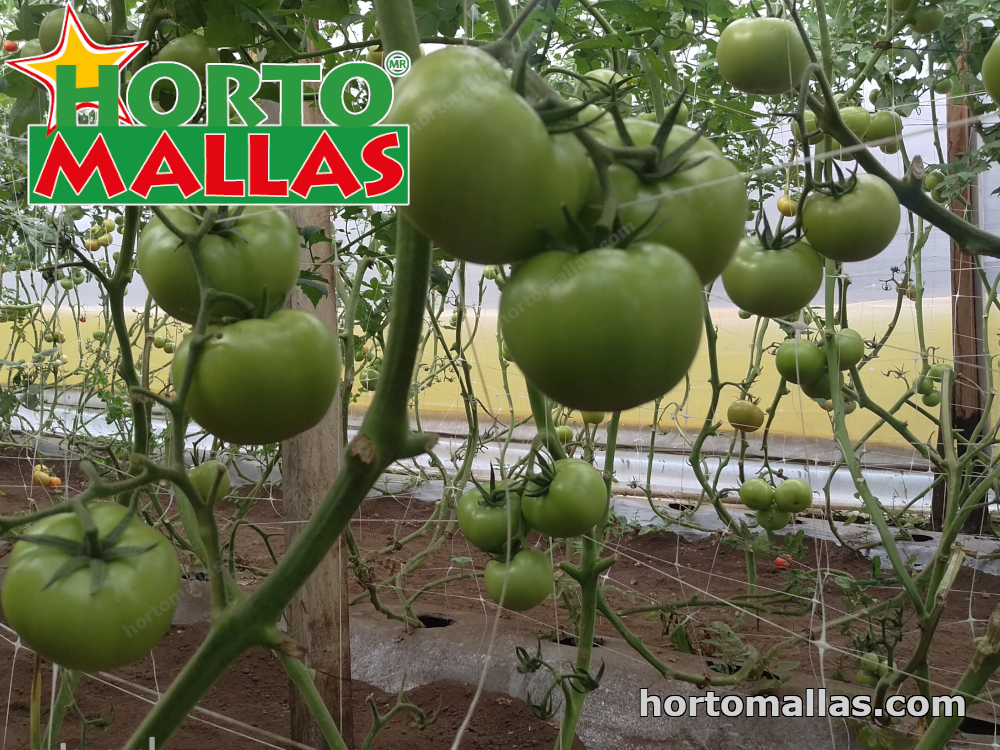 Plantas de tomate entutoradas por malla tomatera hortomallas