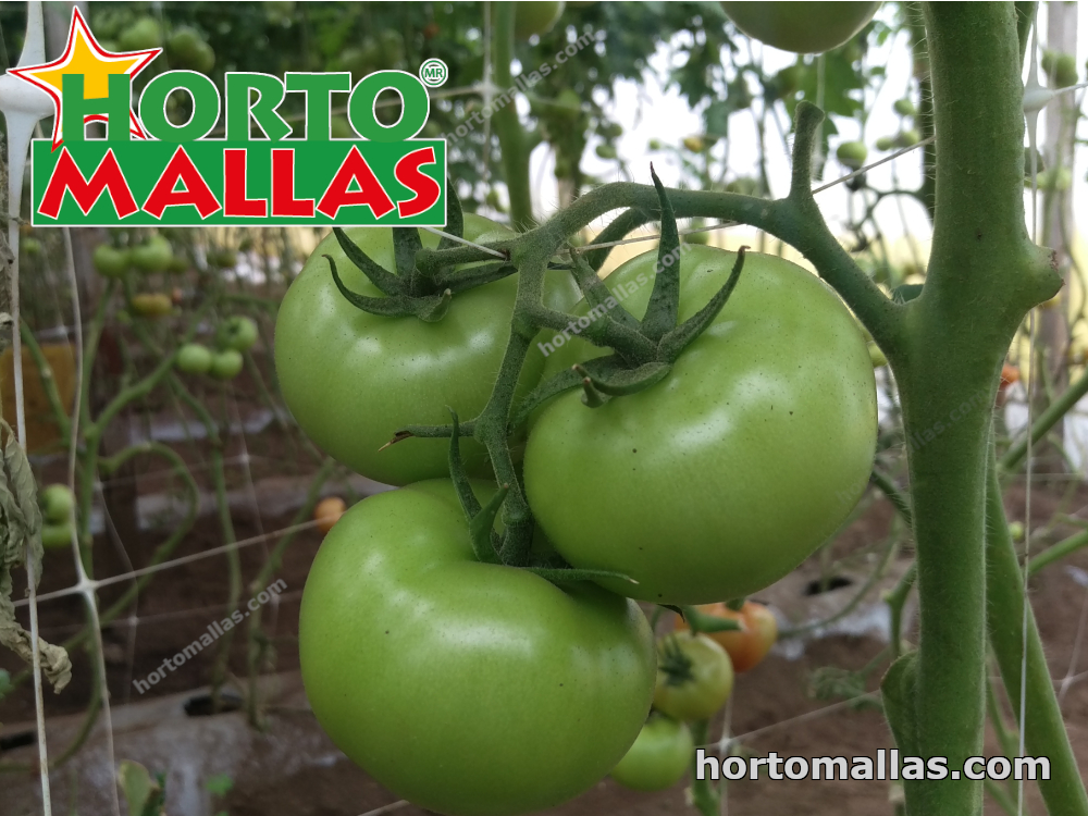 Planta tomatera con tomates verdes