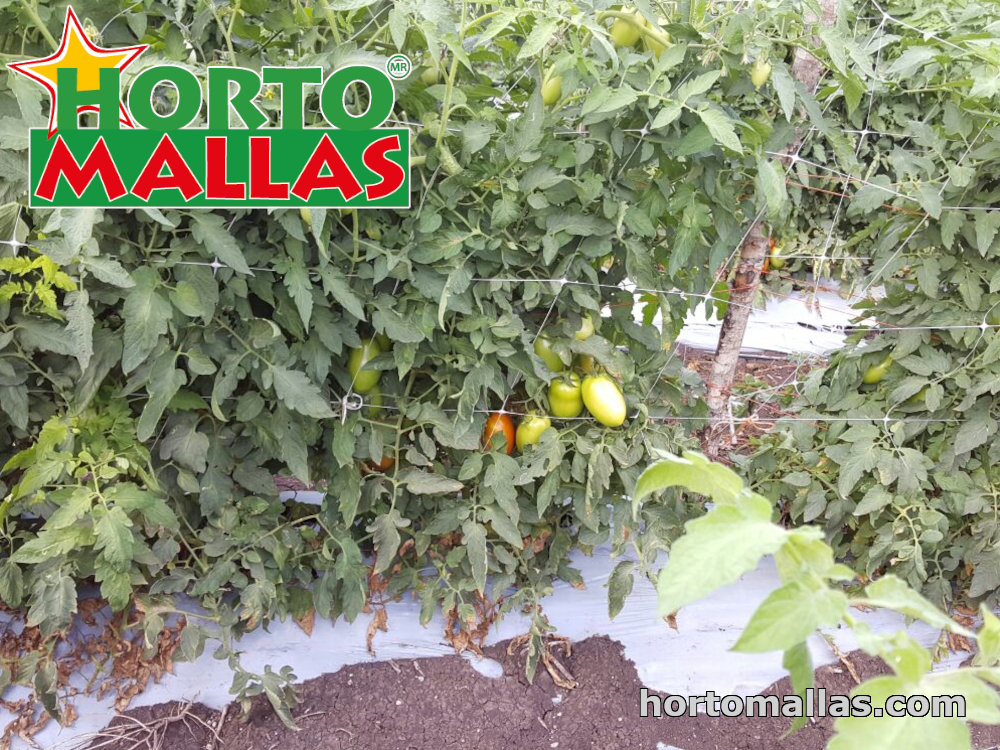 Malla tutora dando soporte a plantas de tomate