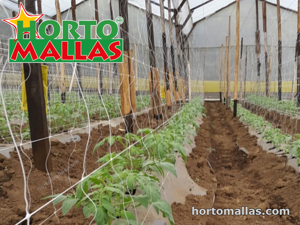 Malla tomatera hortomallas instalada en los cultivos