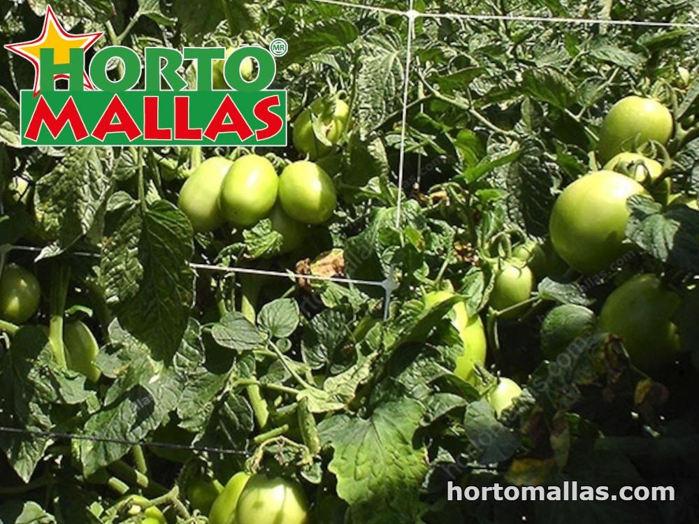 Malla tutora dando soporte a plantas de tomate