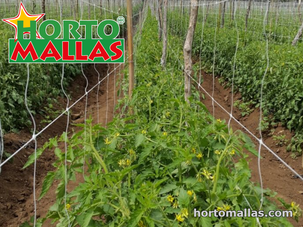 Malla tomatera hortomallas instalada en campos de cultivo