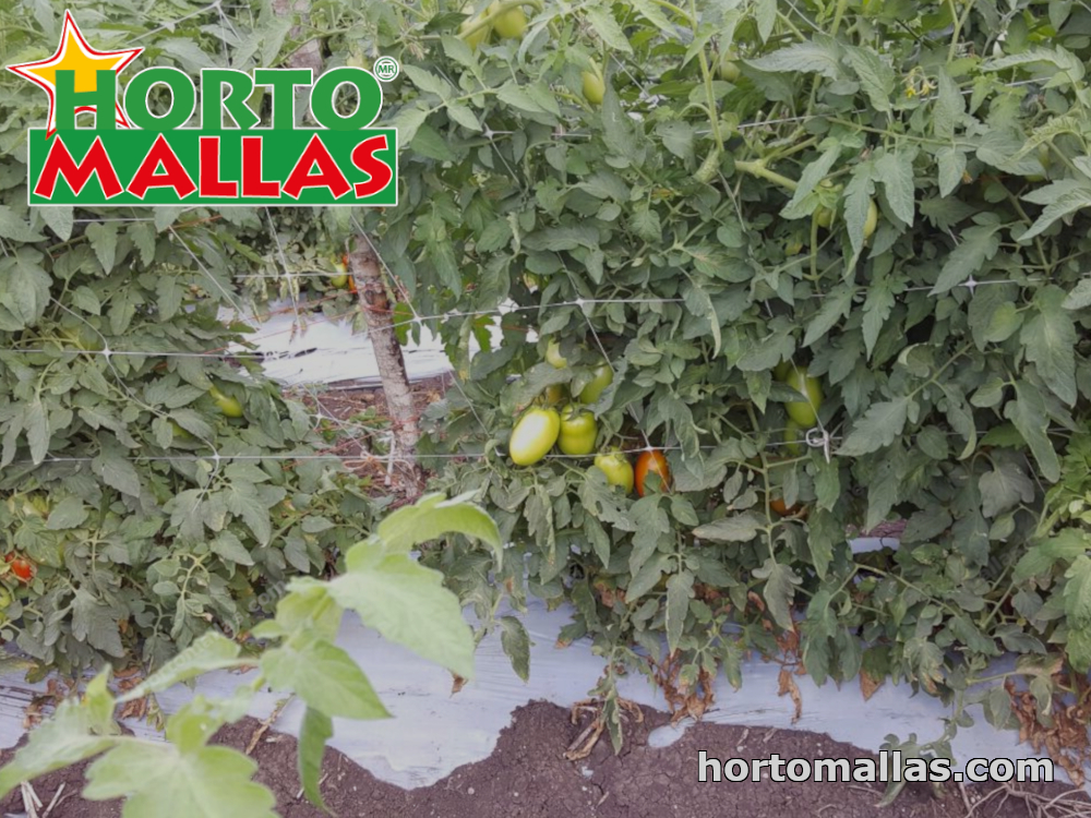 Malla tutora cubierta por planta de tomate