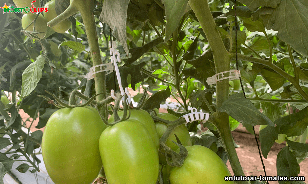 anillos para tomate 